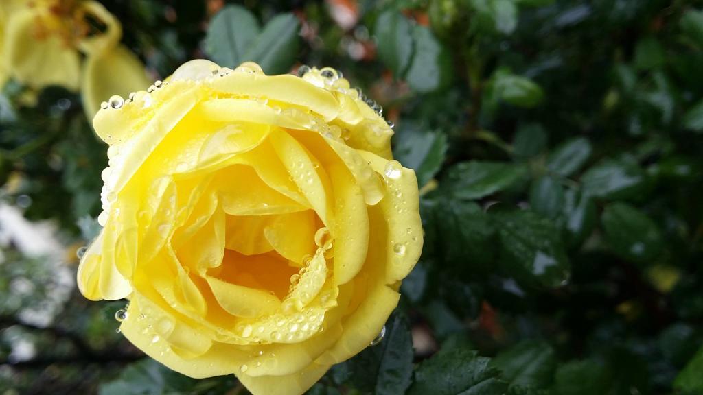 Briar Rose Bed & Breakfast Boulder Esterno foto